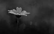 17th Jul 2025 - yes - it's a flower...  get over it 🙃