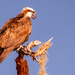 Osprey Watching Over the Waters!
