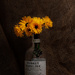 Monkey Shoulder by nickspicsnz