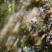Dancing sunlight :) by stimuloog