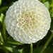 Dahlia  by jeremyccc