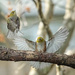 Wing Display by helenw2