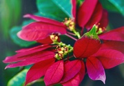 18th Jul 2025 - Poinsettia 
