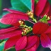 Poinsettia 