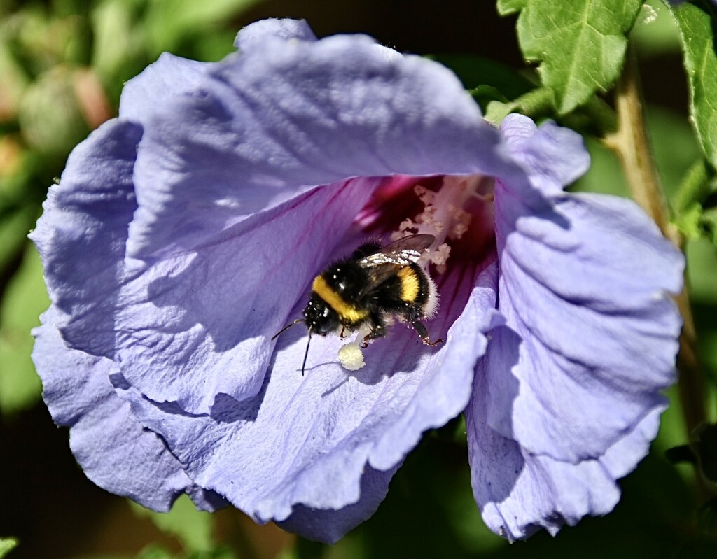 Loving this Hibiscus  by wakelys