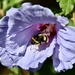 Loving this Hibiscus 