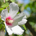 Flower by mittens