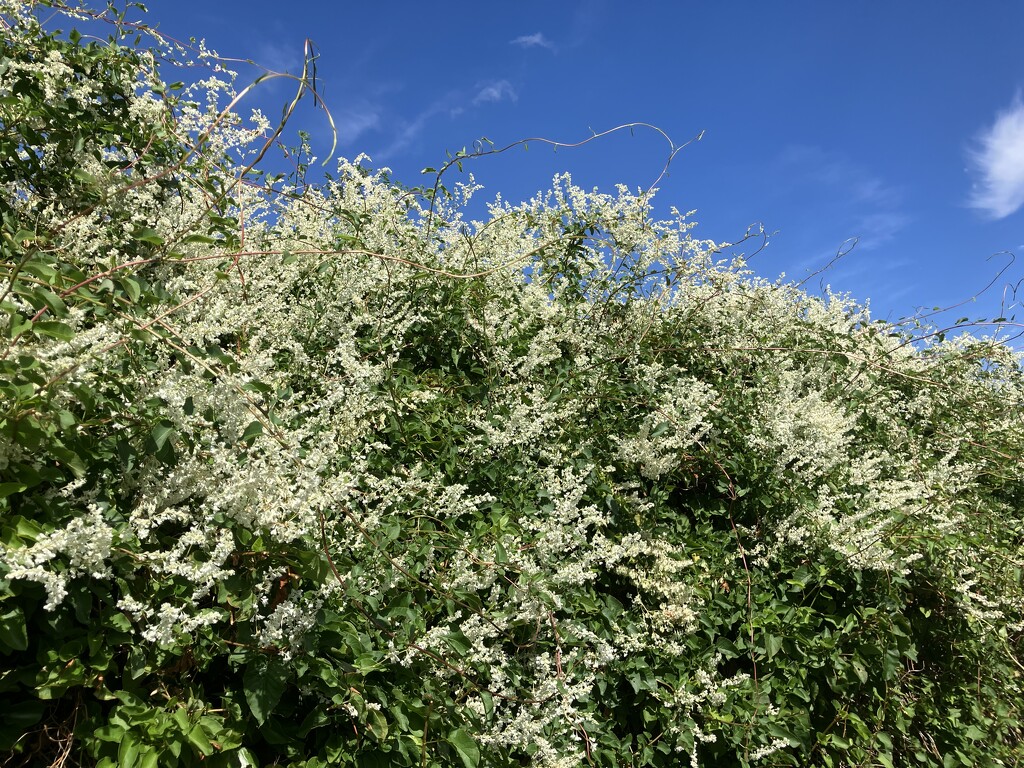 Rushing here and Rushing there by foxes37