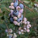 Blueberry Picking  by julie