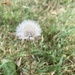 Delicate