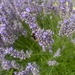 Lavender by gillian1912