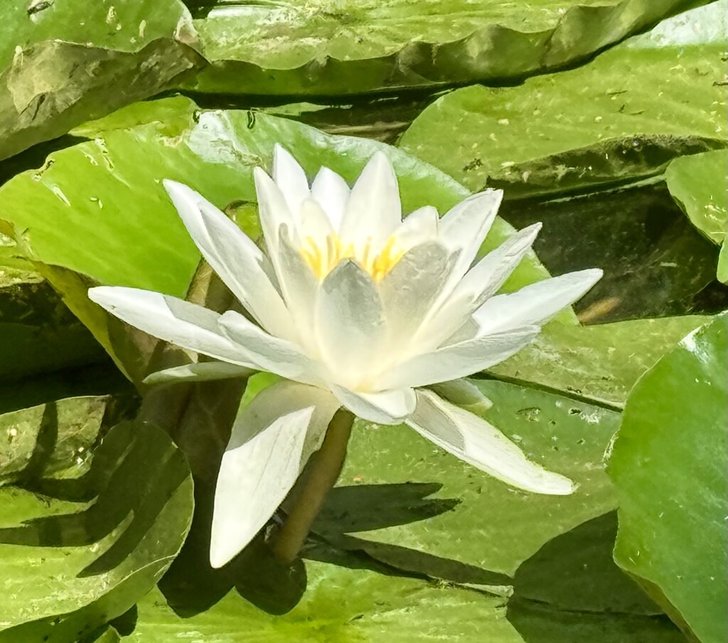 Water Lily  by jeremyccc