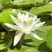 Water Lily  by jeremyccc