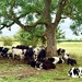 Seeking Shade