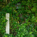 Old Fence Post