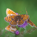 The tastiest thistle in the forest by haskar