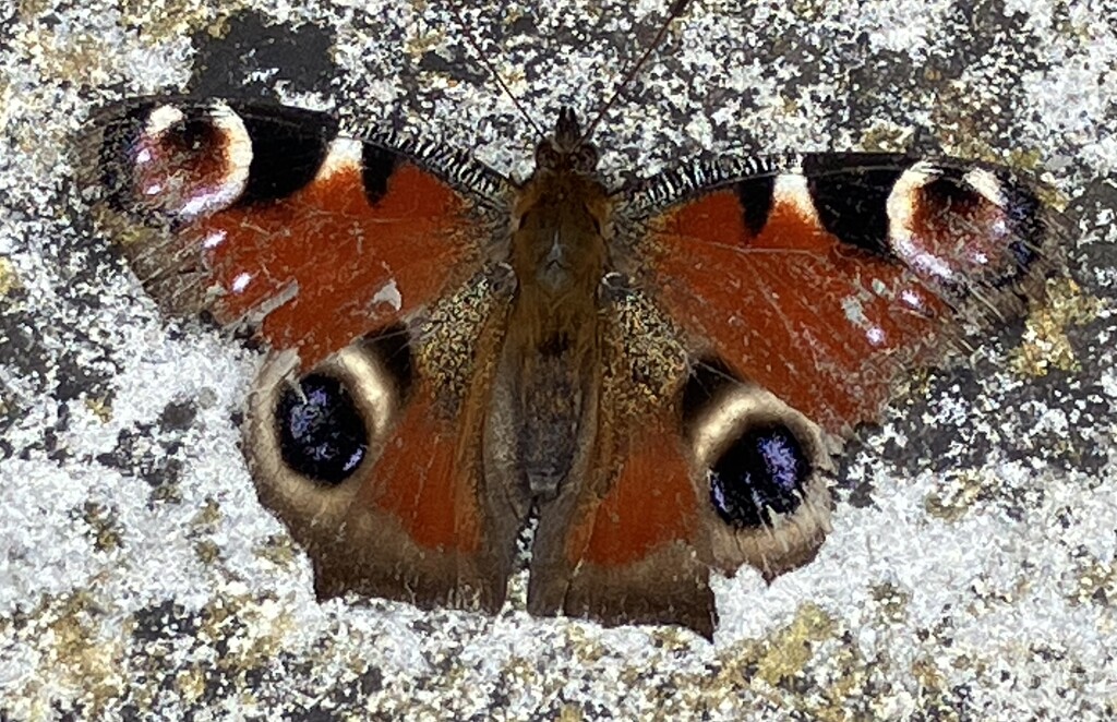 Seen at Anglesey Abbey  by g3xbm