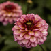 Dalia by pcoulson