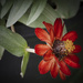 Zinnia
