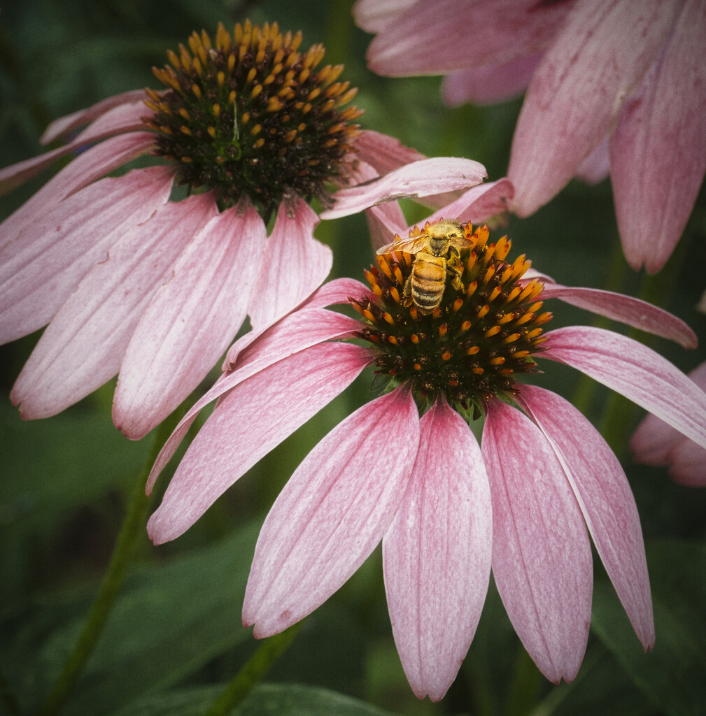 Honey Bee on Cone Flower by marylandgirl58