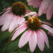 Honey Bee on Cone Flower