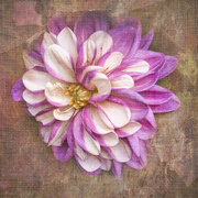 18th Jul 2025 - Painterly Dhalia