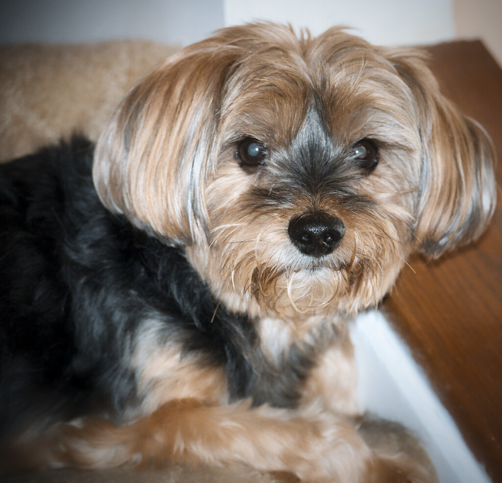 Charlie by marylandgirl58