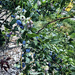 Picked Blueberries today by joansmor