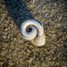 Lakeshore tiny shell