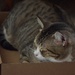 Pippi's New Favorite Place