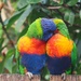 Necking Or Preening ~ by happysnaps