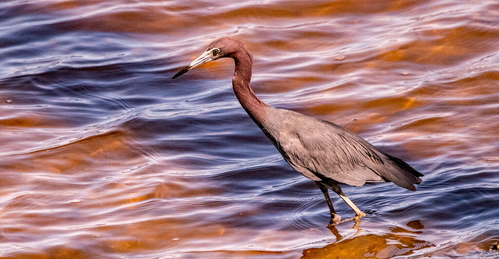 Little Blue Heron Looking for Breakfast! by rickster549