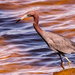 Little Blue Heron Looking for Breakfast!