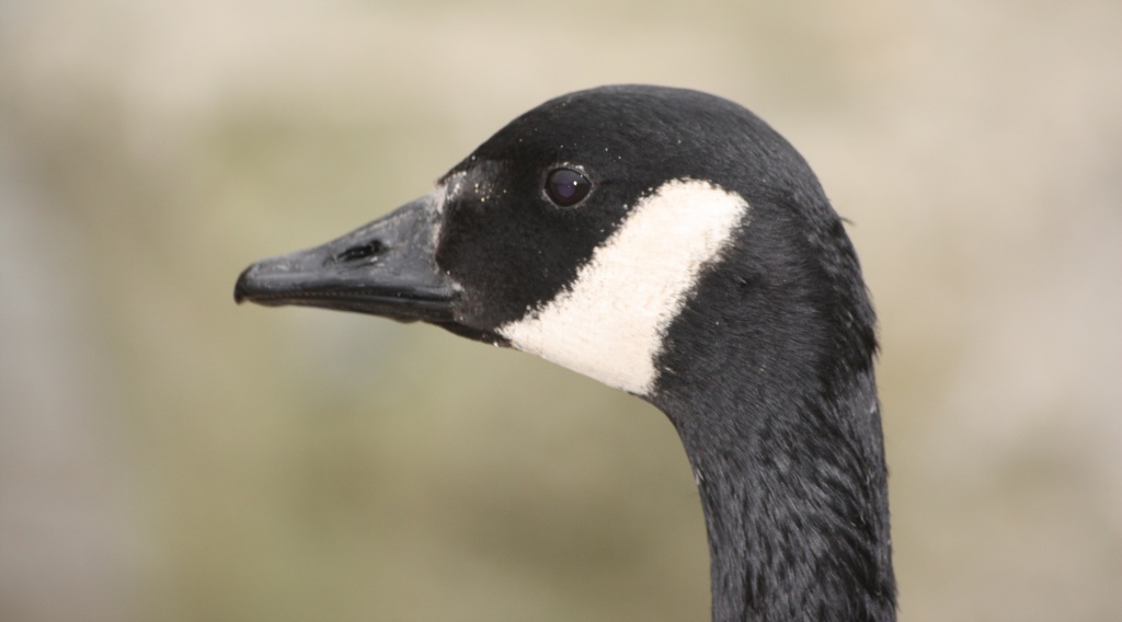 CANADA GOOSE LOOKING LEFT by phil_howcroft