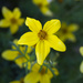 Tickseed Sunflower