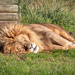 Shumba taking a nap by ludwigsdiana