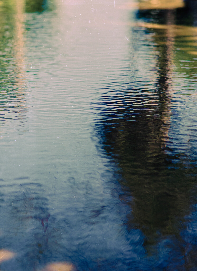 Palm Puddle  by cocokinetic