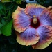 awesome bloom