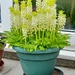 Pineapple Lily  by beryl