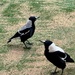 Curious magpies 
