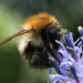 Visiting the Echinops by 30pics4jackiesdiamond