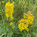 Goldenrod