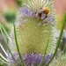 Bee on a Teasel by fishers