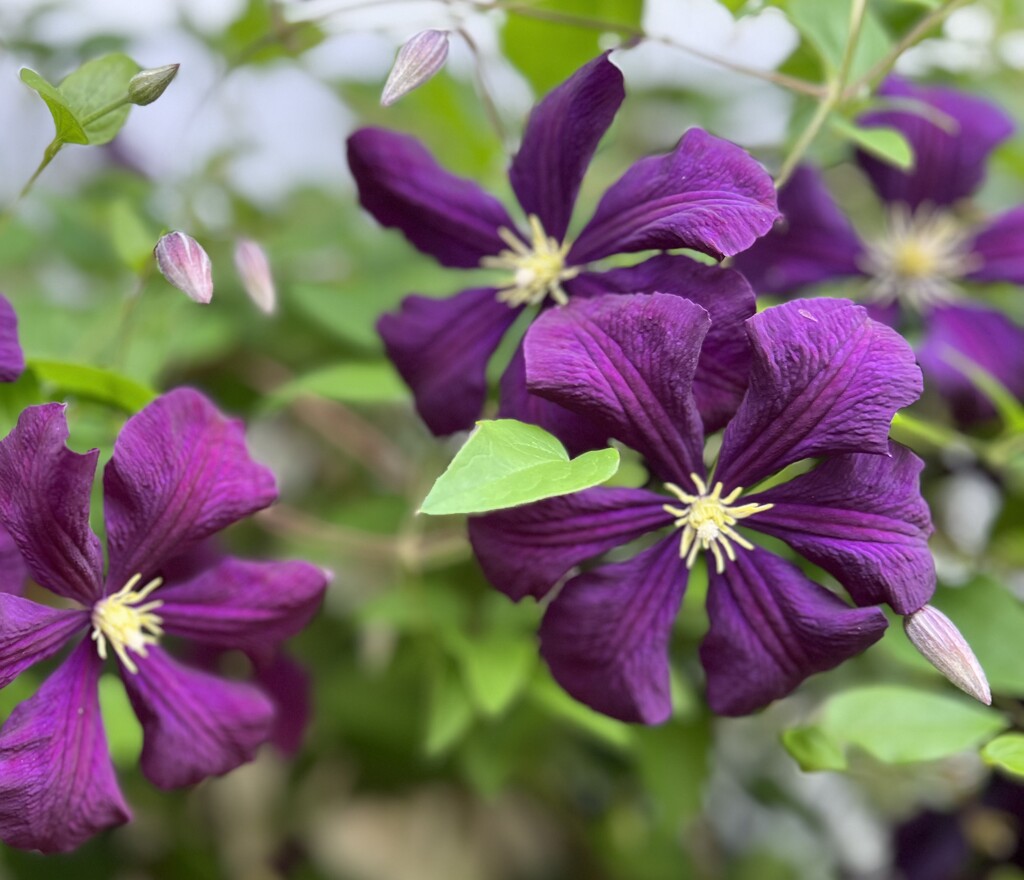 My Clematis  by radiogirl