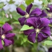 My Clematis 