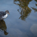 Coot chick by helstor365