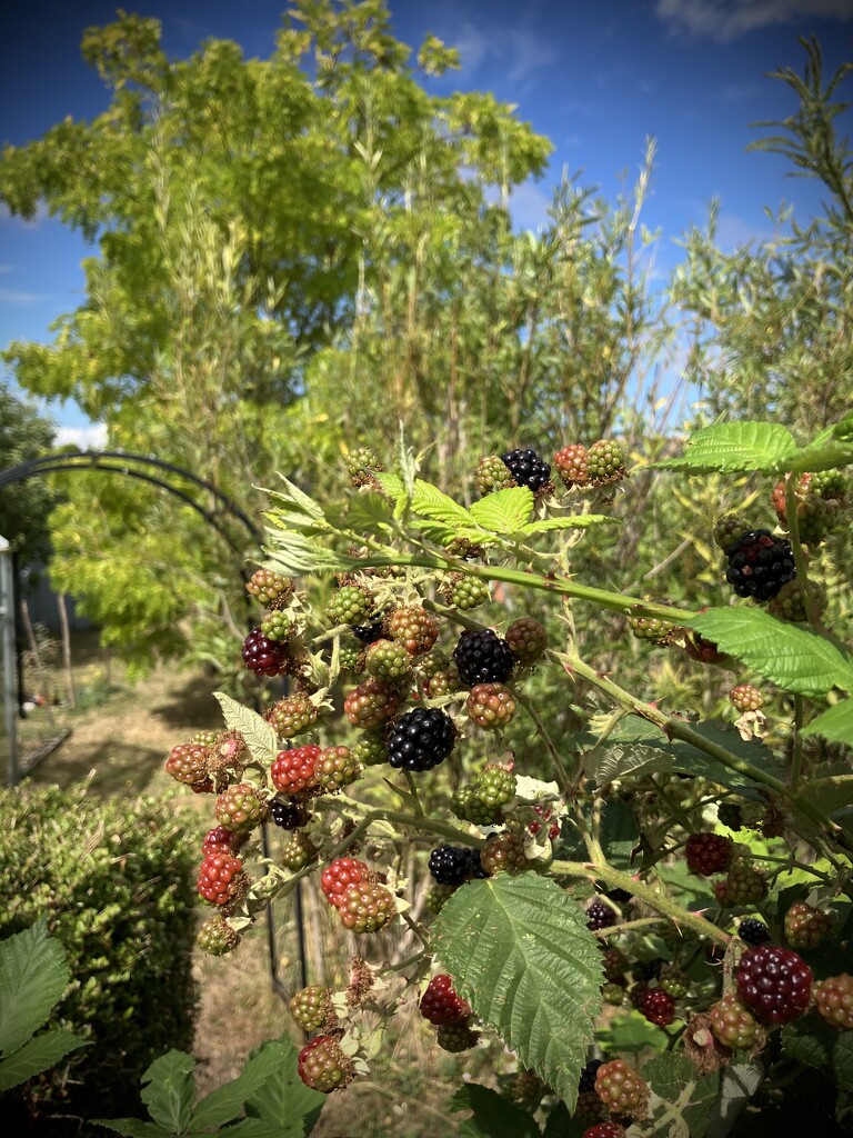 Blackberries Ready  by g3xbm