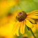 black eyed susan by aecasey