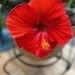 Red Beauty  by marylandgirl58