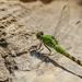 Eastern Pondhawk by corinnec